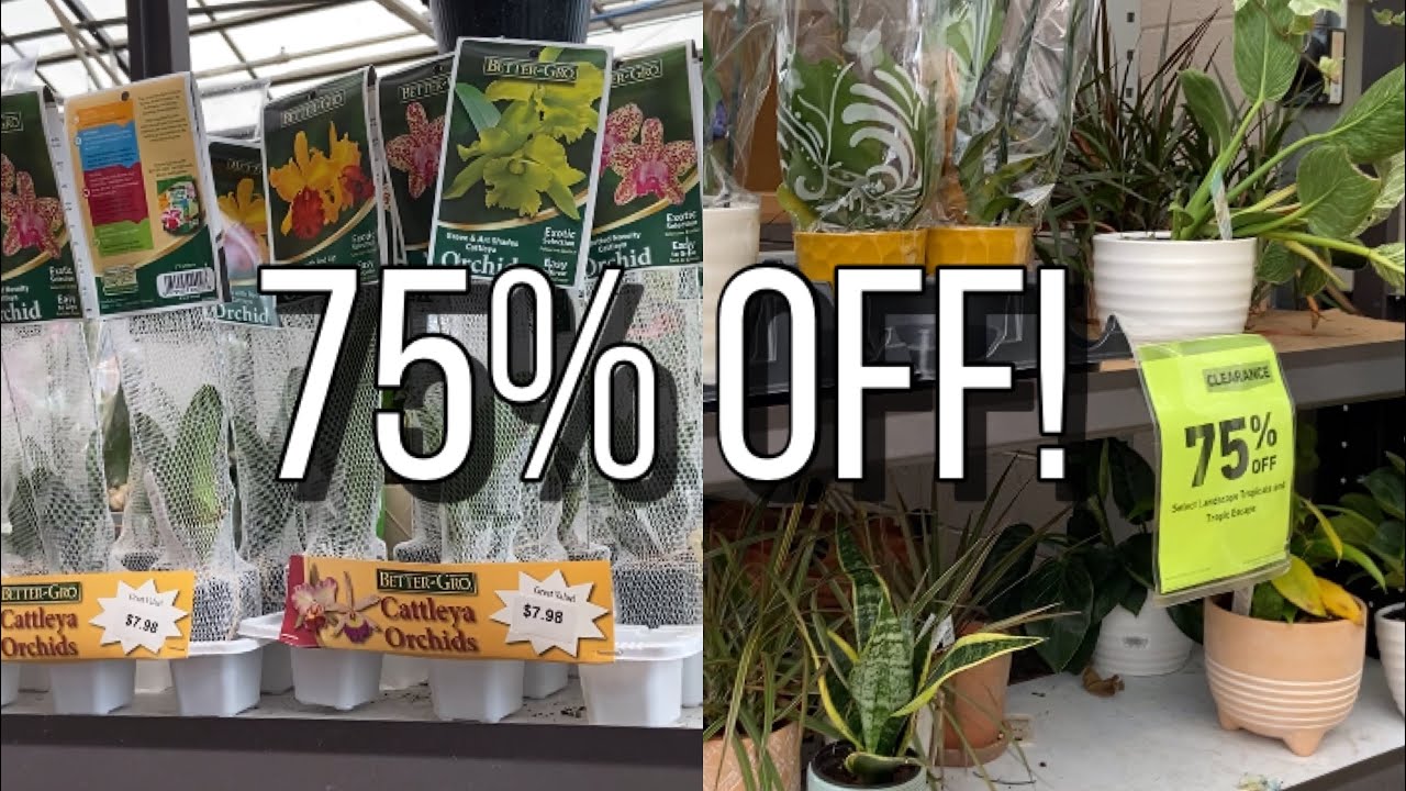 Shopping CLEARANCE Orchids & Plants @ Lowe’s! Come Along.