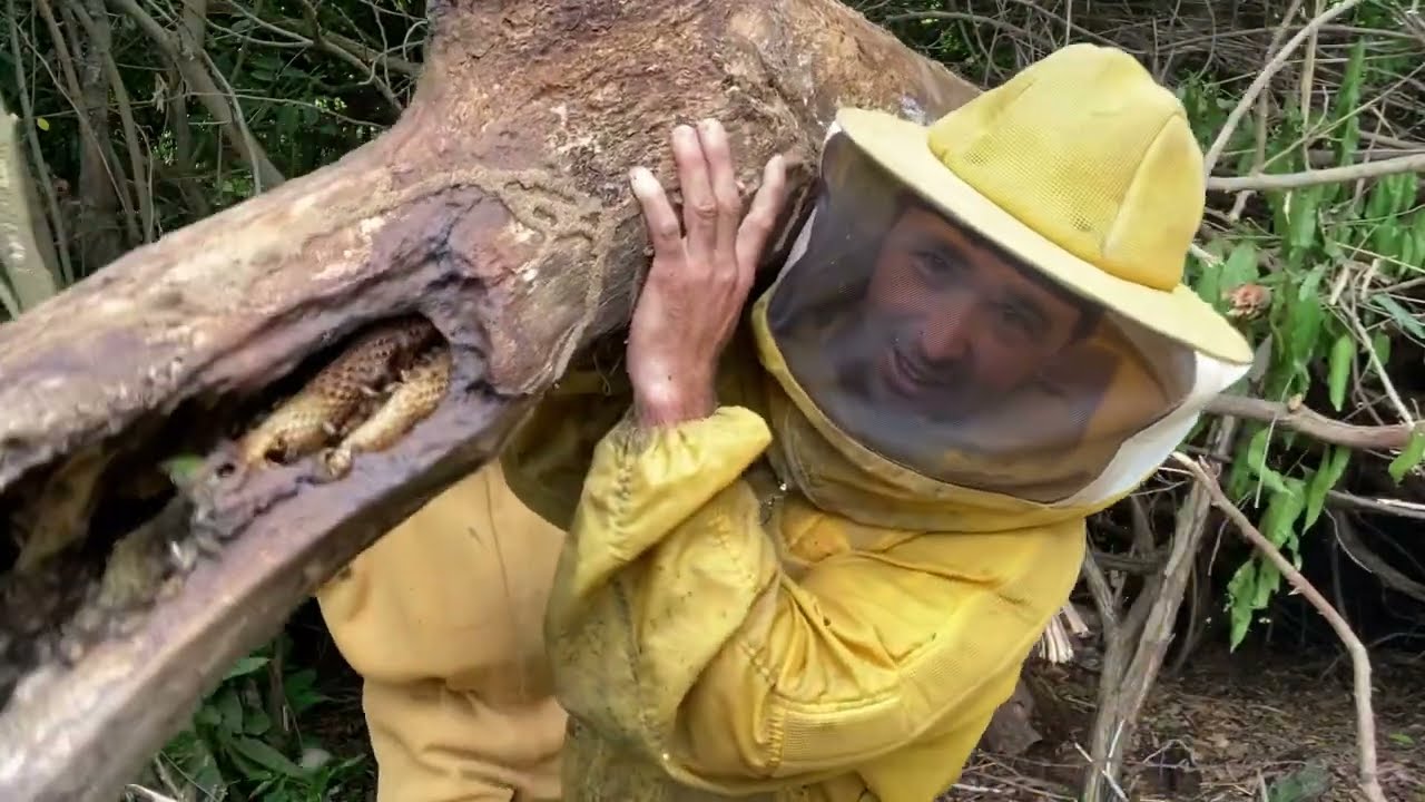 🟡 OS COMPANHEIROS IRIA QUEIMAR AS ABELHAS MAS O PATRÃO MIM Conheciam E MIM CHAMOU 🐝🐝