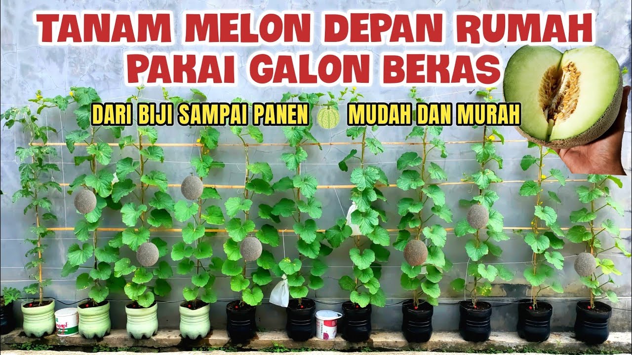 Tanam Melon di Galon Bekas Air Mineral Mudah dan Murah di Pot Bekas