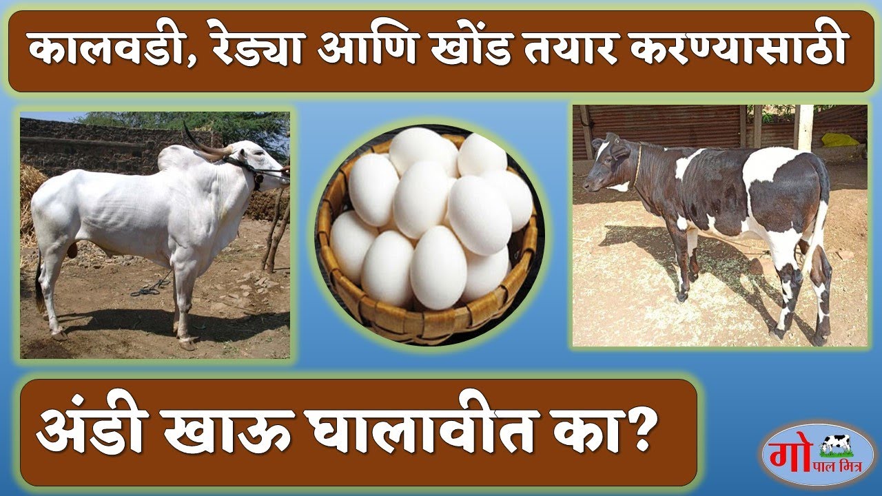 Egg feeding to calves|| कालवडी, रेड्या आणि खोंड तयार करण्यासाठी अंडी खाऊ घालावीत का?
