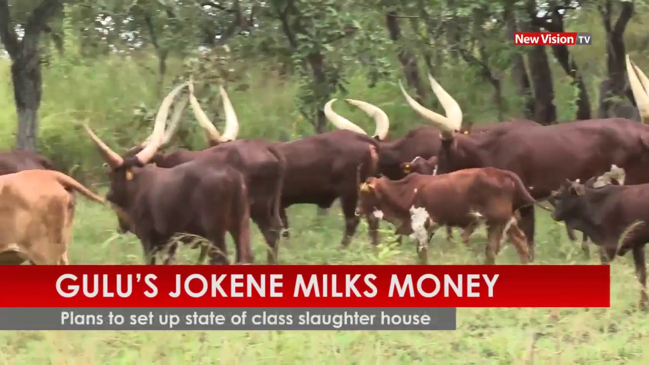 Gulu’s Jokene milks money