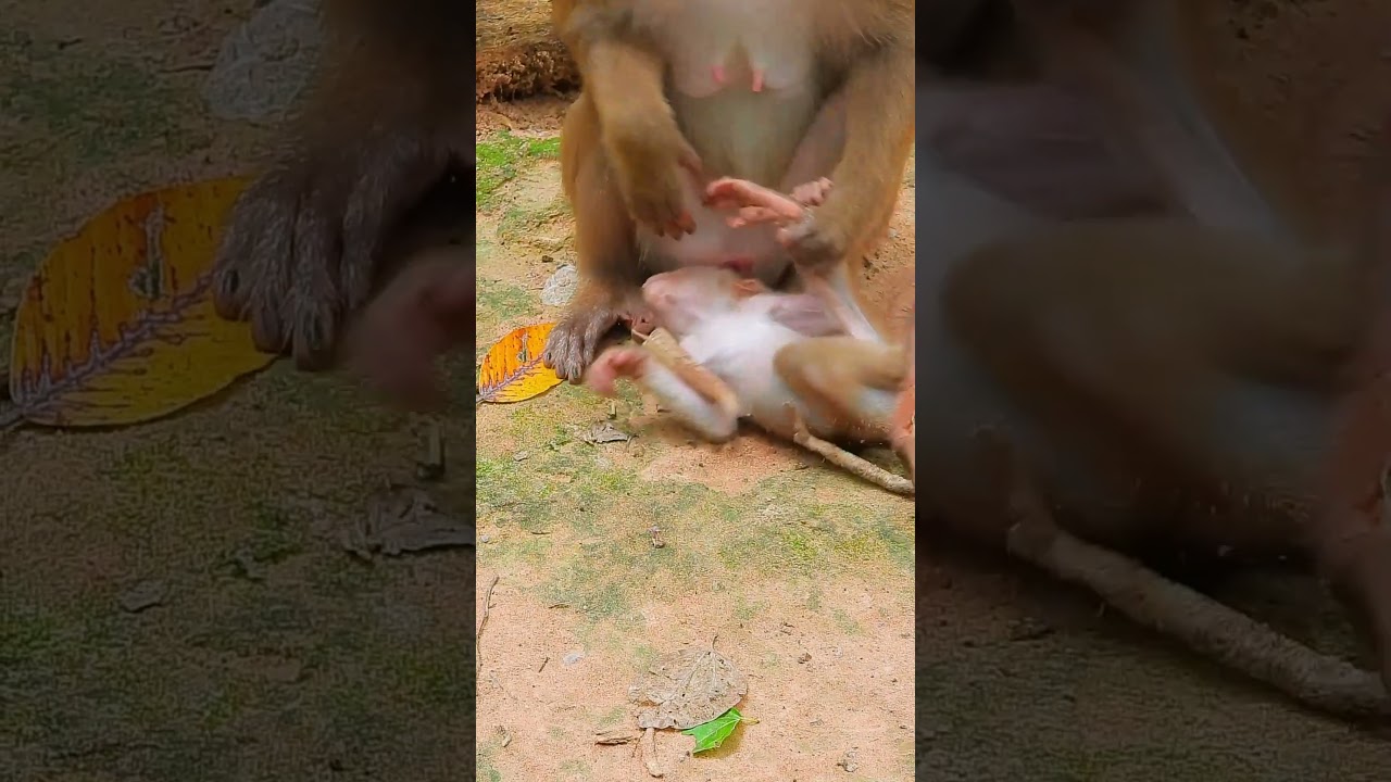 Cutest all babies monkeys Sovana family #19 #monkey #animals #sovana #baby #cute #sovanafamilyjr.