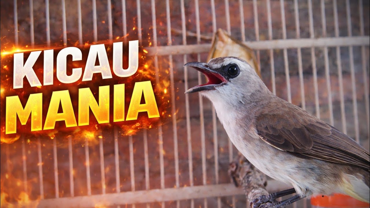Burung Trucukan Kicau Mania Sahabat Burung Trucukan Salam Satu Hobi 