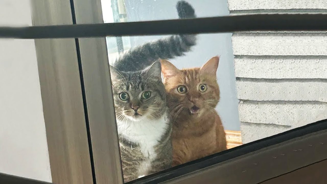 New Funniest Cats Clips 2025😼Try Not To Laugh😜 #3
