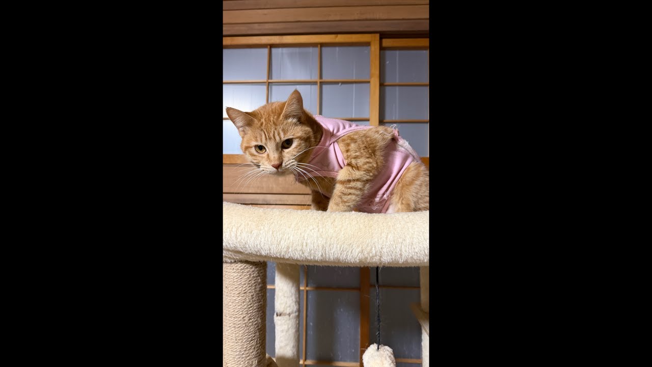 【20分限定】遠山の金さんゲリライブ🐈🐈