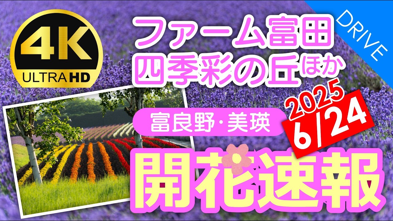 【6/24開花速報】ファーム富田・四季彩の丘他。富良野と美瑛の絶景お花畑8か所を周ってきました｜2025年最新