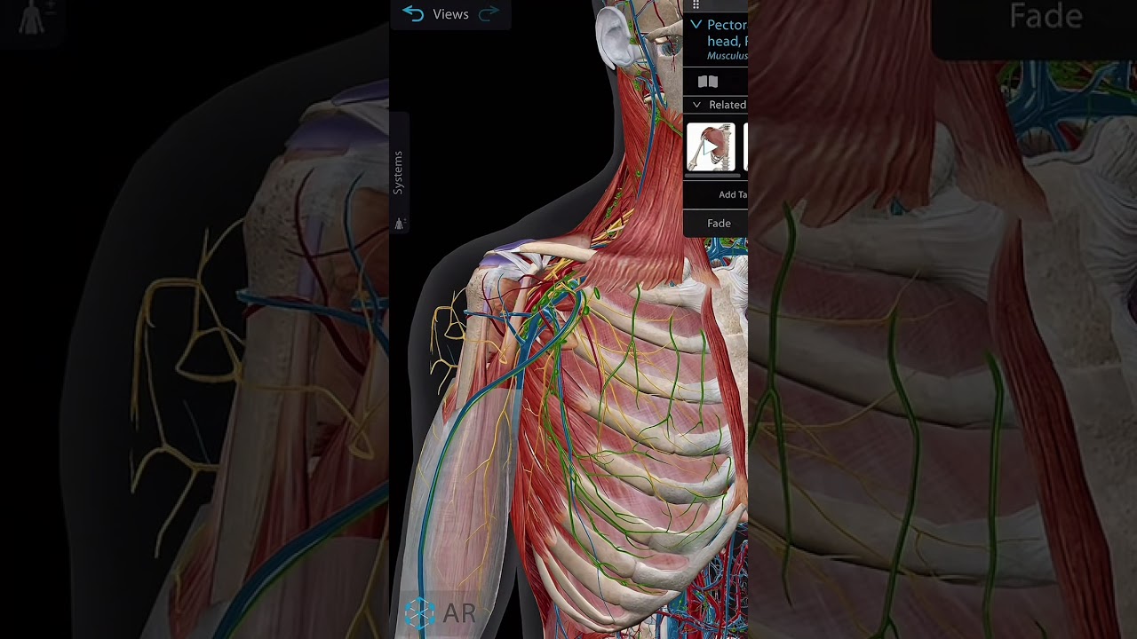 Xương của khớp vai #phcn #vatlytrilieu #giaiphau #khớp_vai #ph&iacute;a_trước_vai #ti&ecirc;m_khớp  #anatomy