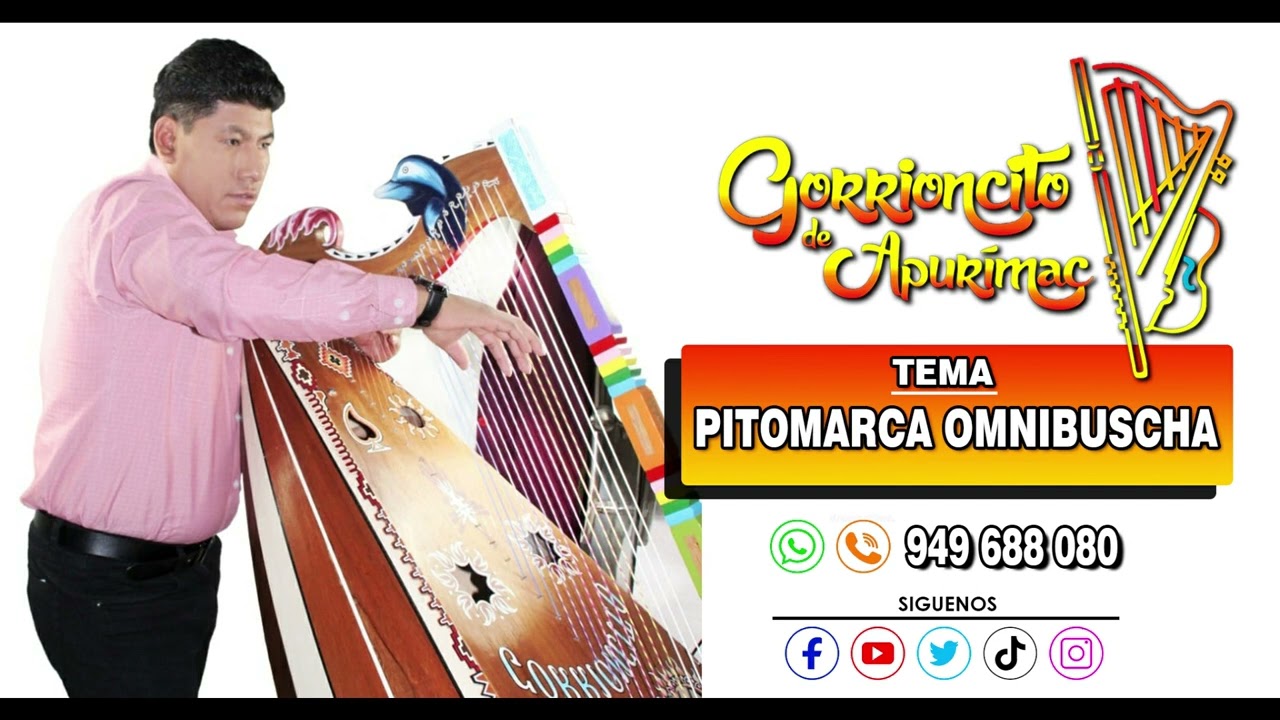 Pitomarca Omnibuscha -  Gorrioncito de Apurimac