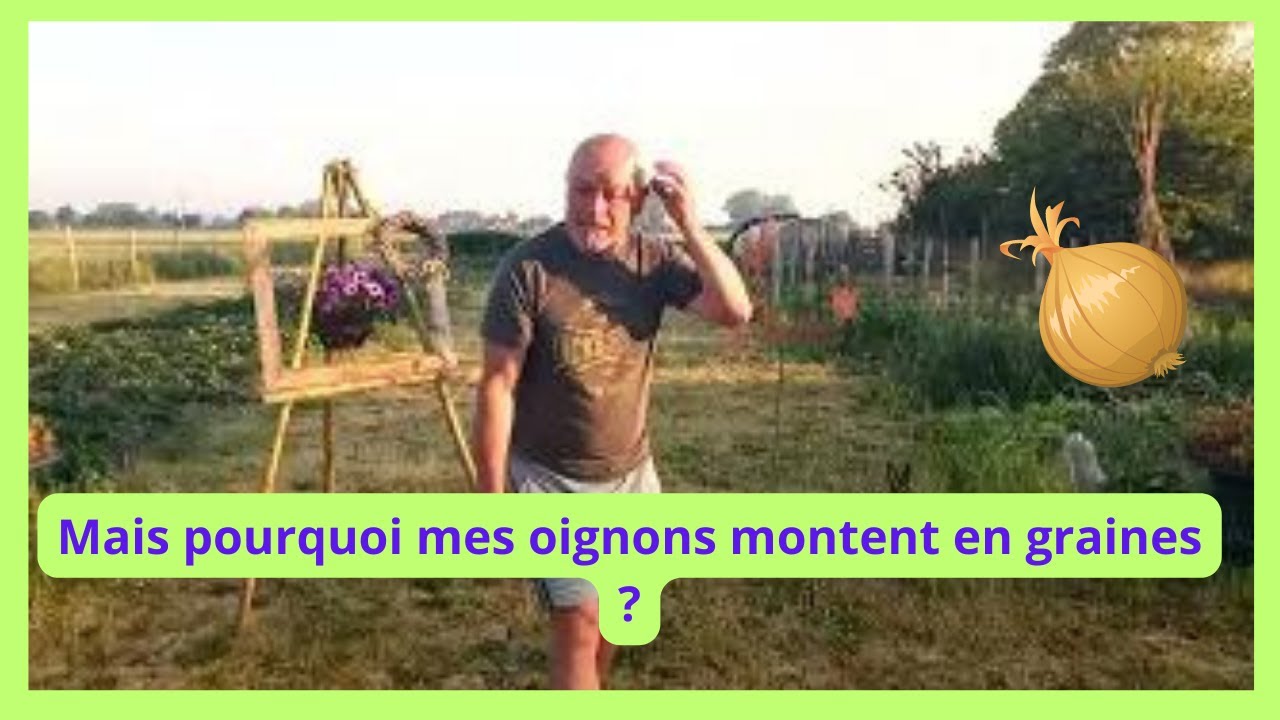 Pourquoi mes oignons montent en graines