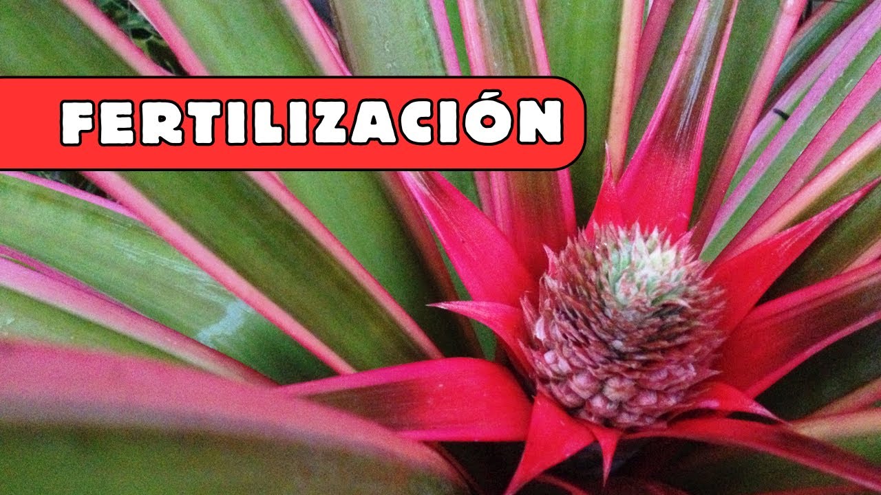 ¿Como FERTILIZAR tus BROMELIAS?