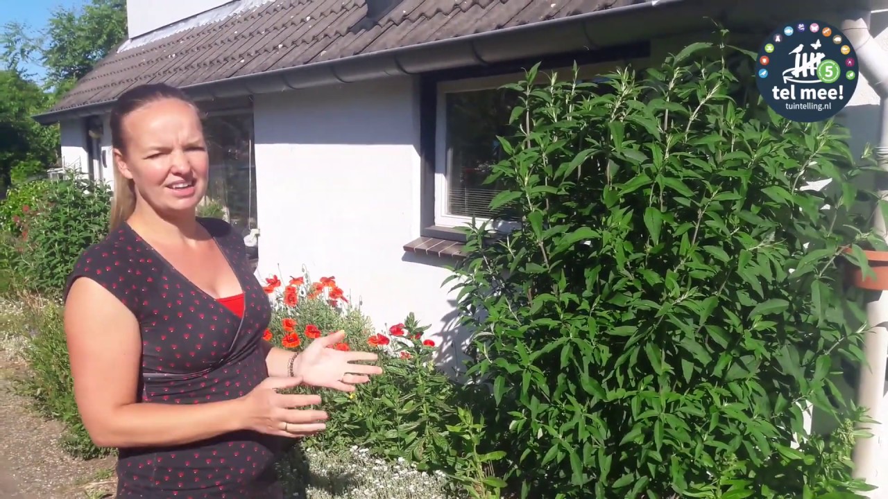 Tip-video Bioblitz: Vlinders tellen in je tuin