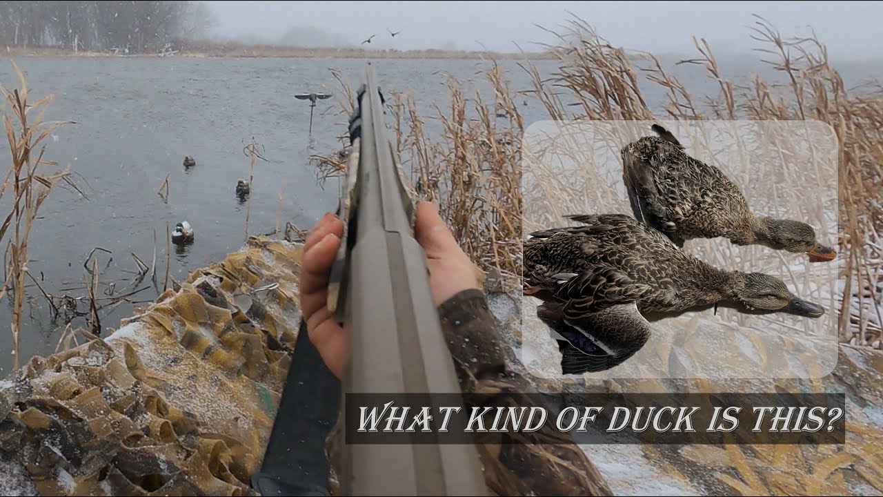 BLIZZARD DUCK hunt on the Upper Mississippi River | WHAT kind of MALLARD is this?