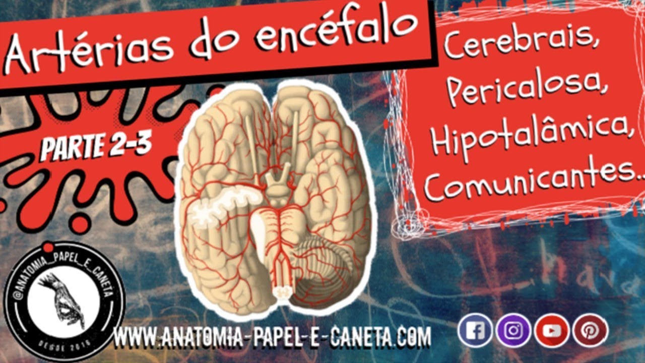 Artérias do encéfalo (Parte 2/3) - CEREBRAIS, PERICALOSA, HIPOTALÂMICA, COMUNICANTES...