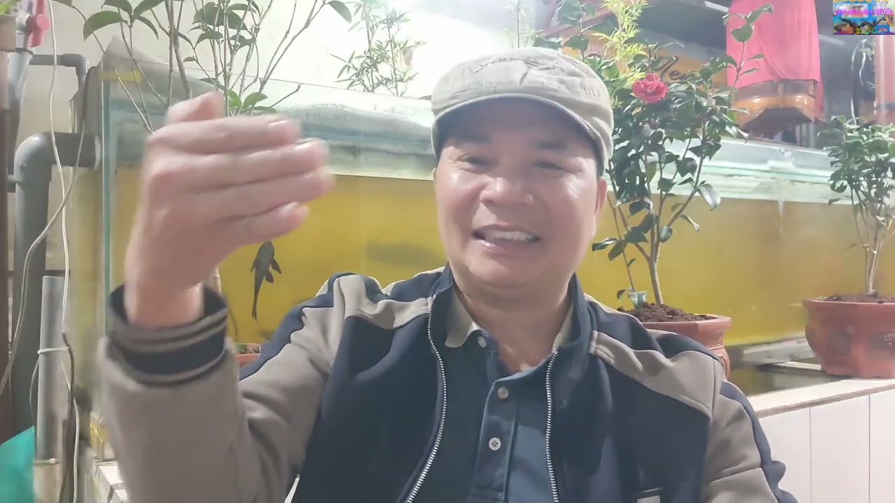 Tin mừng cho anh em chơi chim khi thông tư mới ra đời.. tư vấn Zalo 098 240 3920