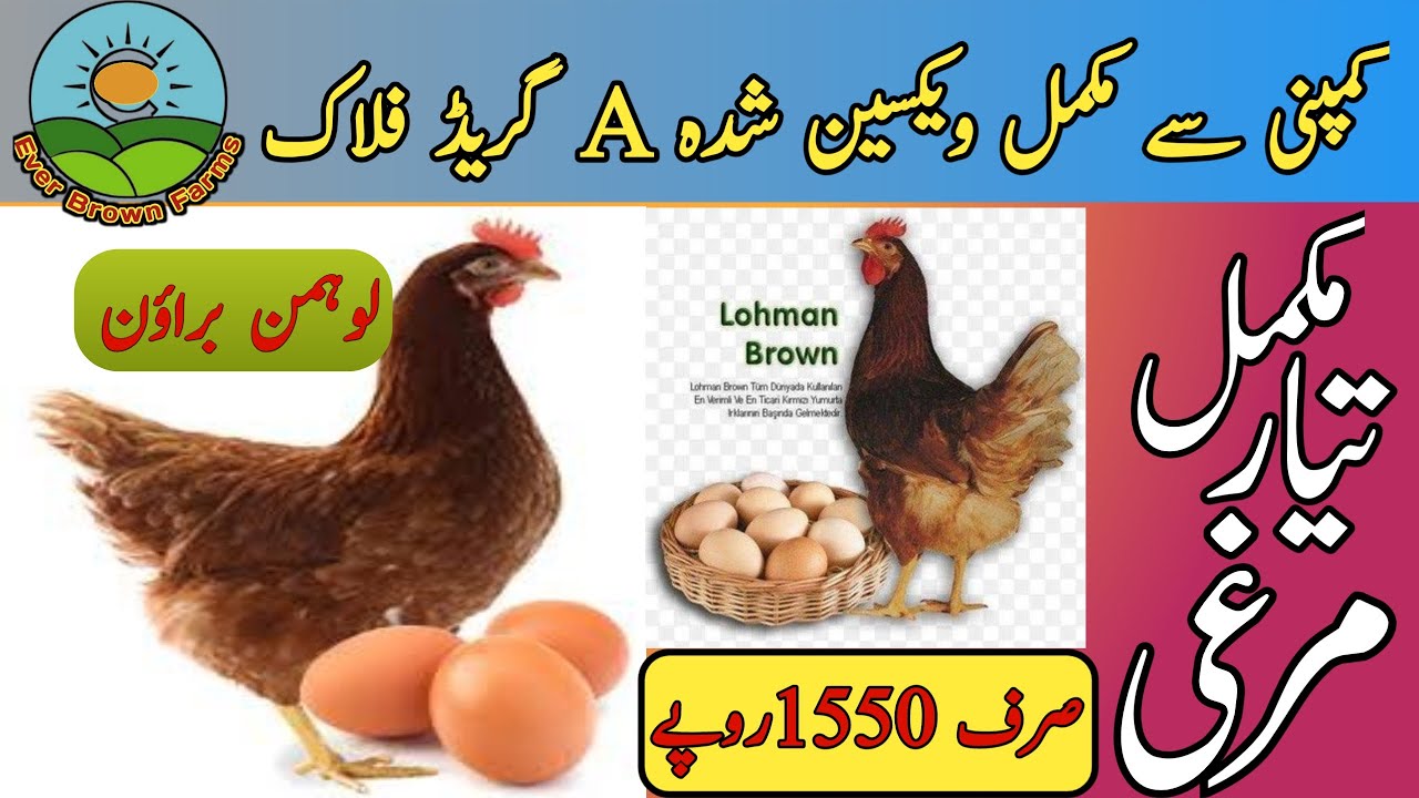 Lohmann brown hens | Lohmann best layer hen price in Pakistan | Lohman@everbrownfarms