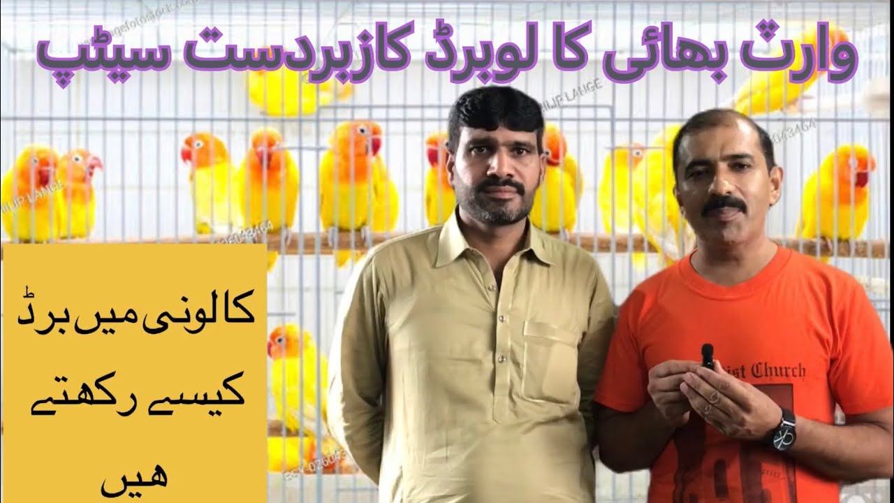 Wiset waris Bhai setup klony mein bird kaise rakhte hain