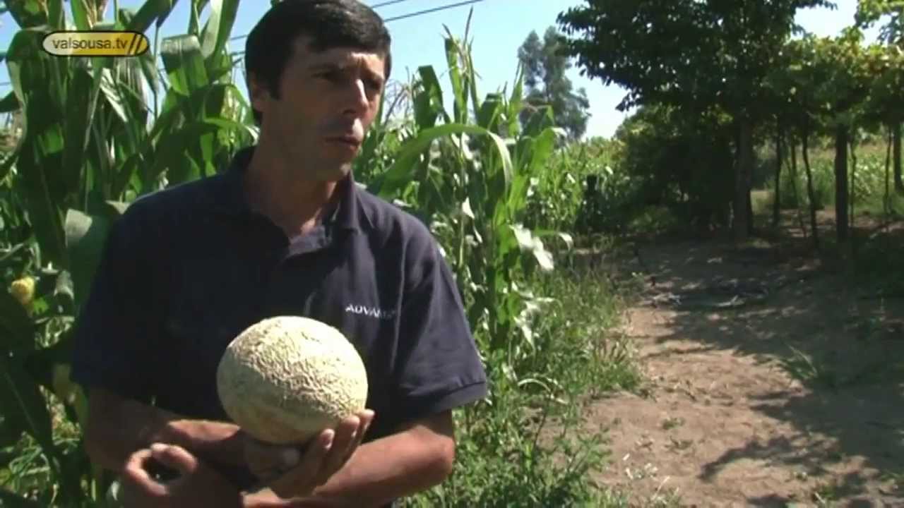 Visita a uma produção de melão casca de carvalho em Lousada - 2011