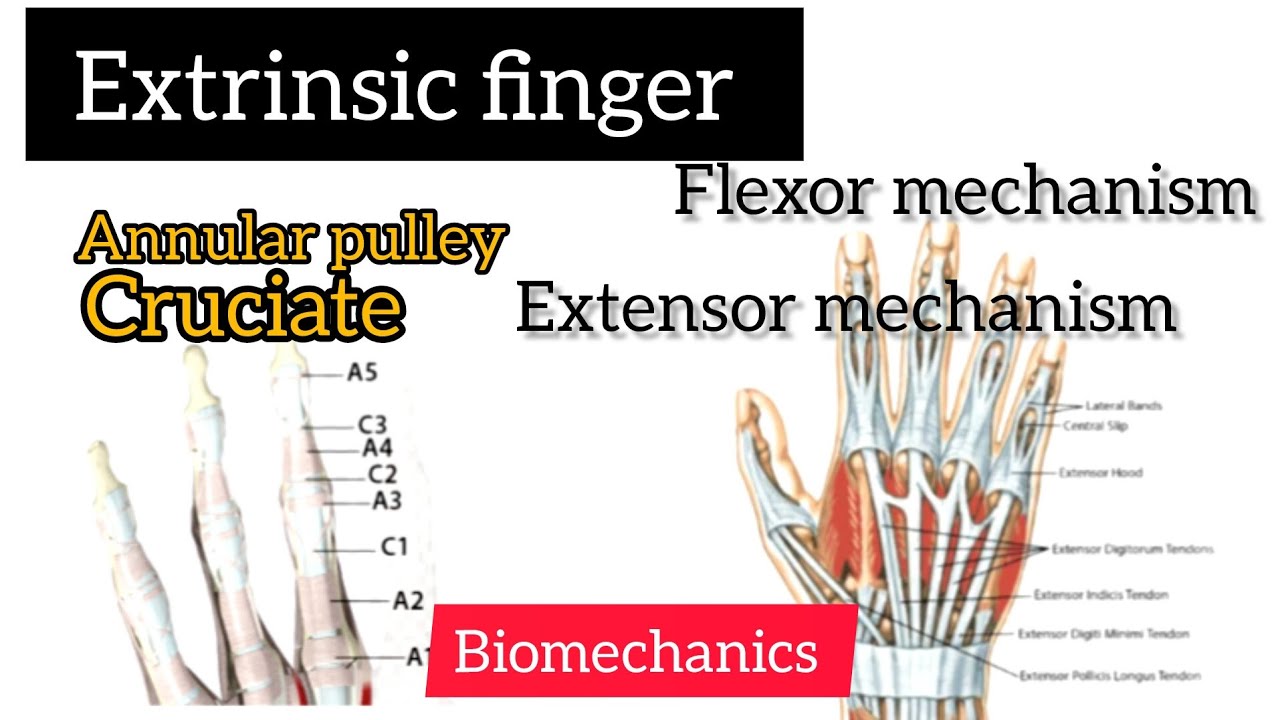 extrinsic  finger flexor, extrinsic finger extensor mechanism , annular pulley biomechanisc in tamil
