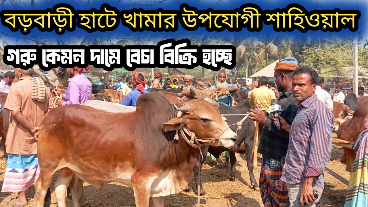 ১৯/২/২৬| কুরবানী ঈদের মাঝারী গরু আমদানি প্রচুর আছে বড়বাড়ী হাটে মাশাল্লাহ বেচা বিক্রি হচ্ছে দেখেন!