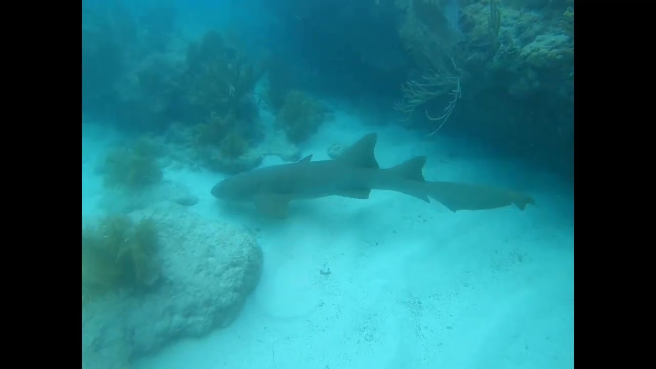 2026 Looe Key Reef Dive Highlights