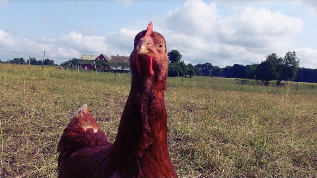 Rollaway Nest Box Check: Visiting Sweden’s Biggest Pastured Egg Farm