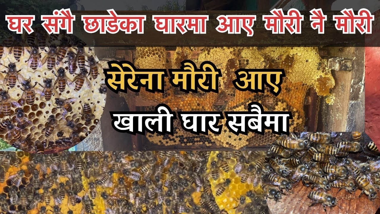 छाडेका खाली घार सबै मा भरिए मौरी | Bee Keeping | Village Bee farming | 2025 | 2082 Cerena bee