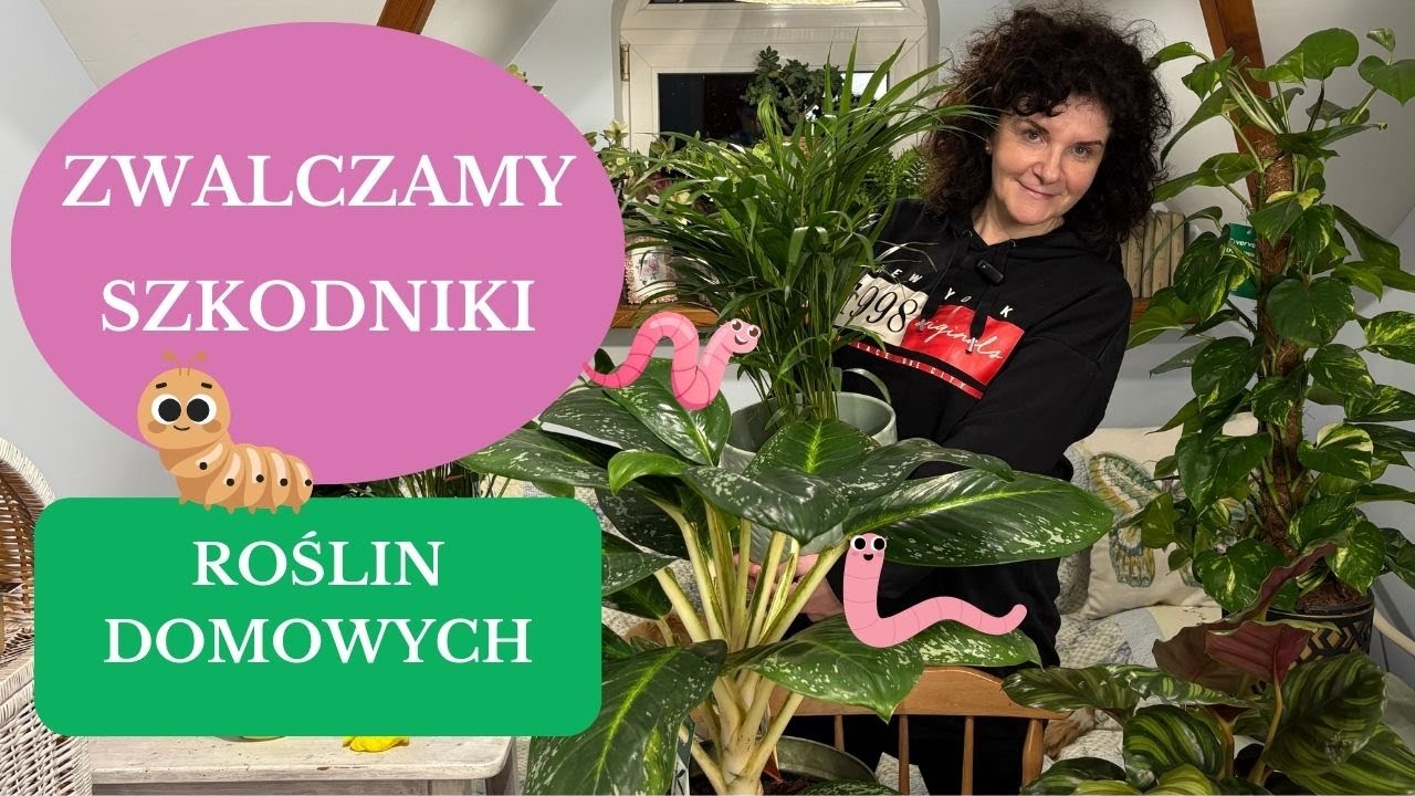 Jak skutecznie zwalczyć szkodniki roślin domowych i pozbyć się przędziorka ziemiórki wełnowca