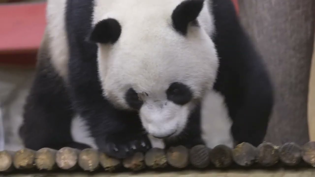 Así ha sido la llegada de la nueva parejas de pandas a Zoo Madrid