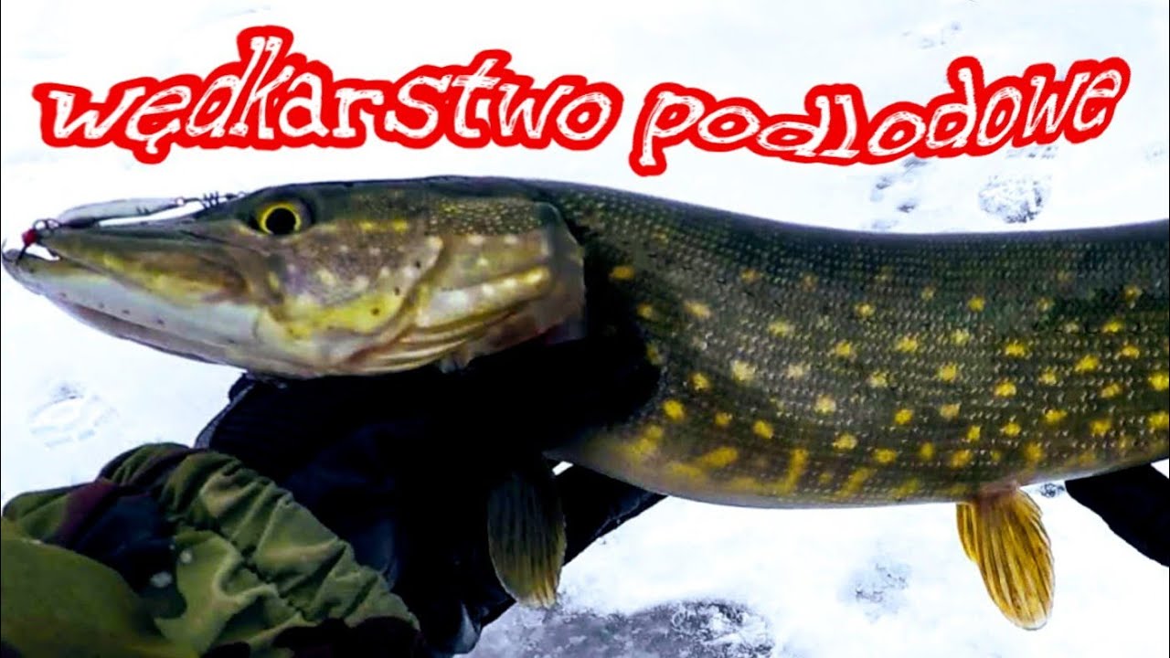 Wędkarstwo podlodowe . Okonie i szczupaki spod lodu  Angeln im Winter Fishing in the winter on ice