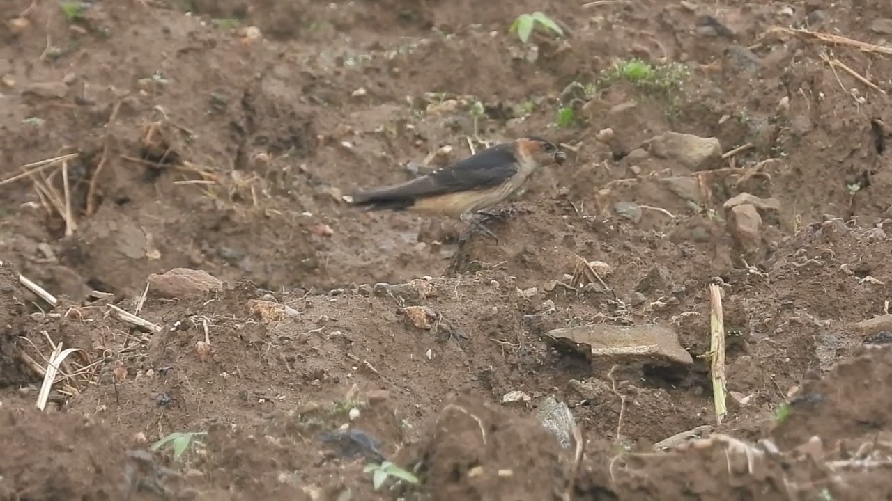 Juvenile Swallows' Essential Practice: Gathering Nest Materials 어린 제비들의 필수 훈련: 둥지 재료 구하기 연습