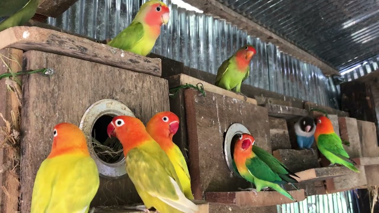Lovebird Sounds | 2 Hour Lovebirds Sounds ❤️ 🦜#lovebirds #parrotlover #birdsounds