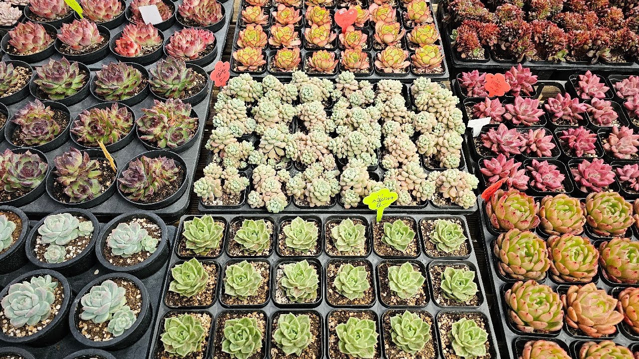 다육입고💛🩷🧡 아침라이브❤️🤎💜