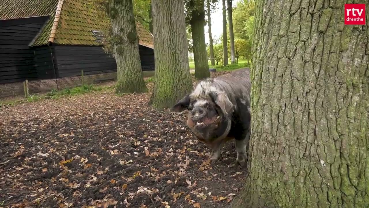 Leven met de seizoenen op een Drentse boerderij | Erfgoed