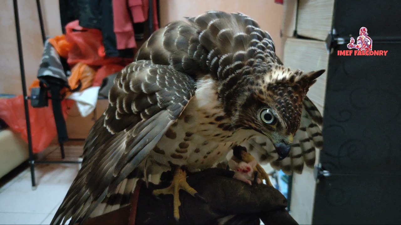 🔴 Crested Goshawk (CG) / Cara menjinakan Helang liar dan makan atas glove