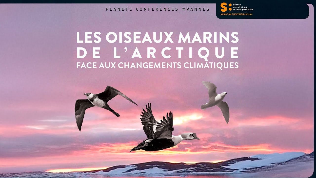 Planète conférences - Les oiseaux marins de l'arctique