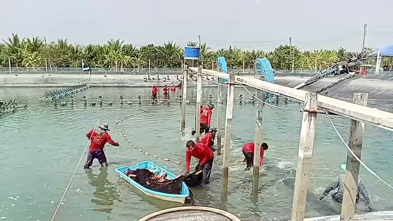 บรรยากาศจับกุ้งบ่อที่ 5