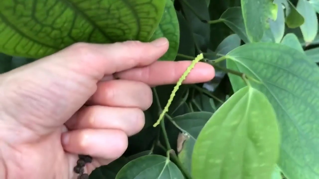 Learning about green, black, and white pepper (Piper nigrum)