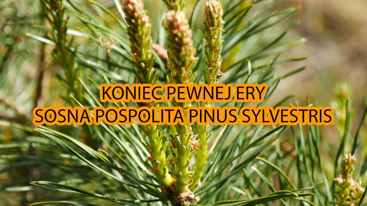 Nie bądź zielony 💚SOSNA POSPOLITA PINUS SYLVESTRIS #pinus #drzewa #natura #ciekawostki #edukacja