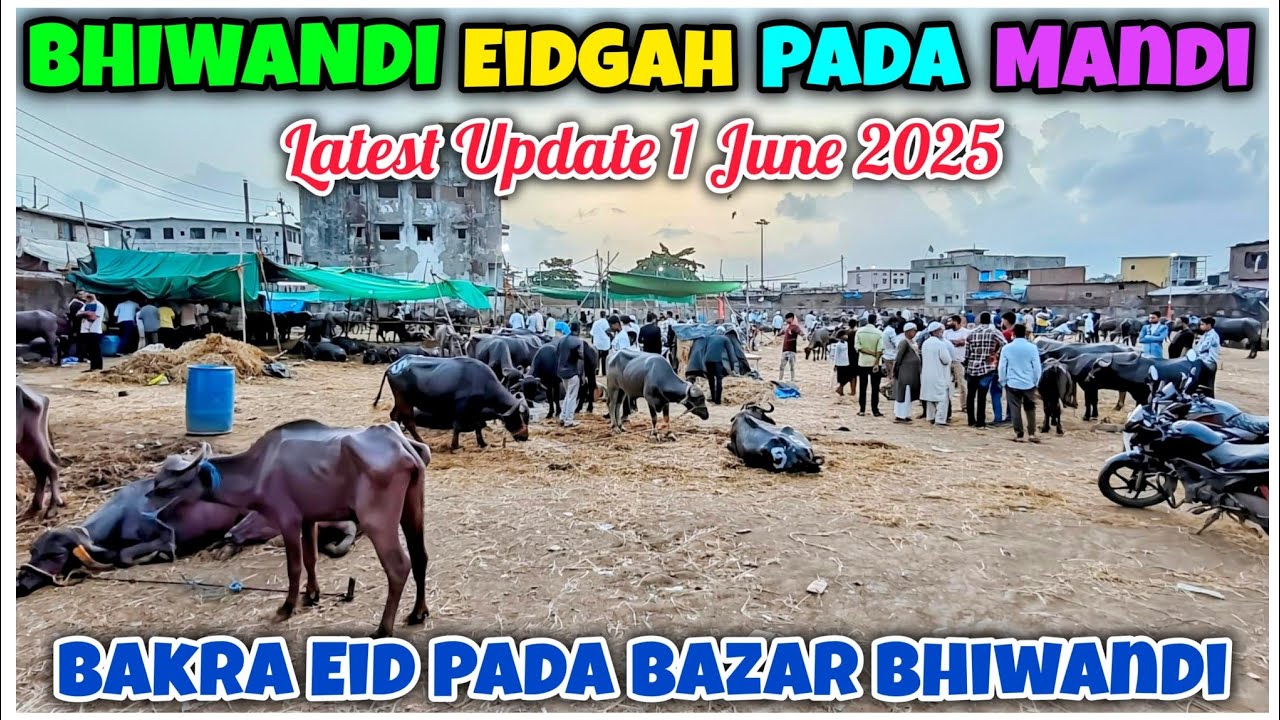 Bhiwandi Pada Mandi Eidgah Latest Update 1 June 2025 | Pls Subscribe