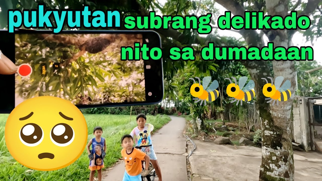 Subrang delikado nito sa mga bata  at matanda na Daan at kukuha ng mangga