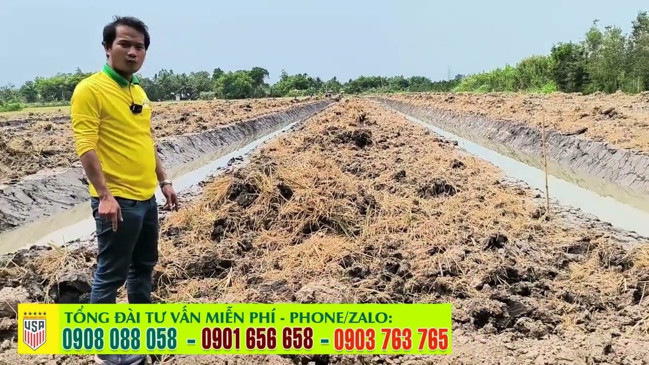 Hướng dẫn lên líp chuẩn để trồng sầu riêng ✅ Những lưu ý khi lên mô sầu  riêng