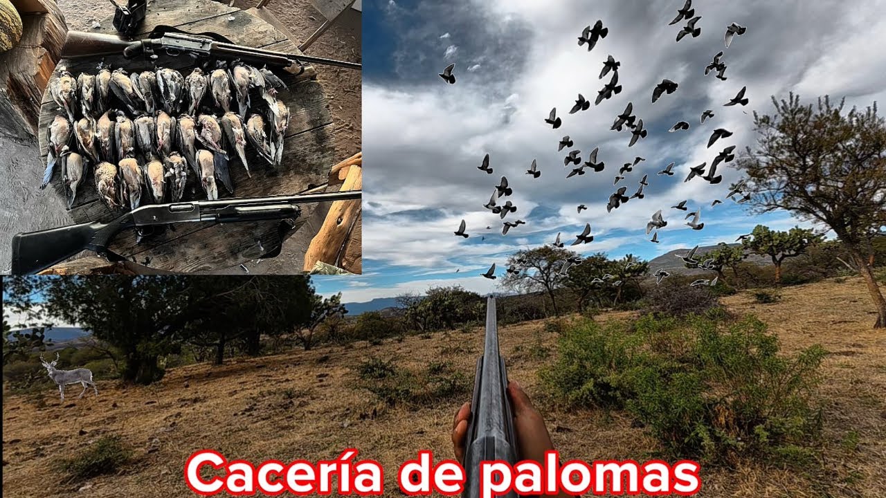 Cacería de palomas en la sierra de zacatecas