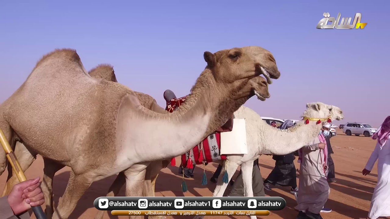 مسيرة الفرديات العرفا لمالك الابل /مهنا إبراهيم خليل المزروعي العنزي