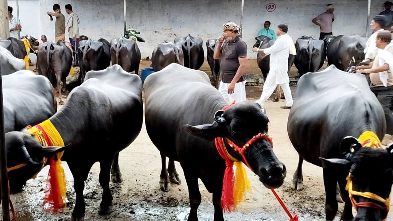 Pashu Dairy farm | Murrah hariyanvi buffalo dairy farm | देवनानी डेयरी फार्म भिंड | #dairyfarm 