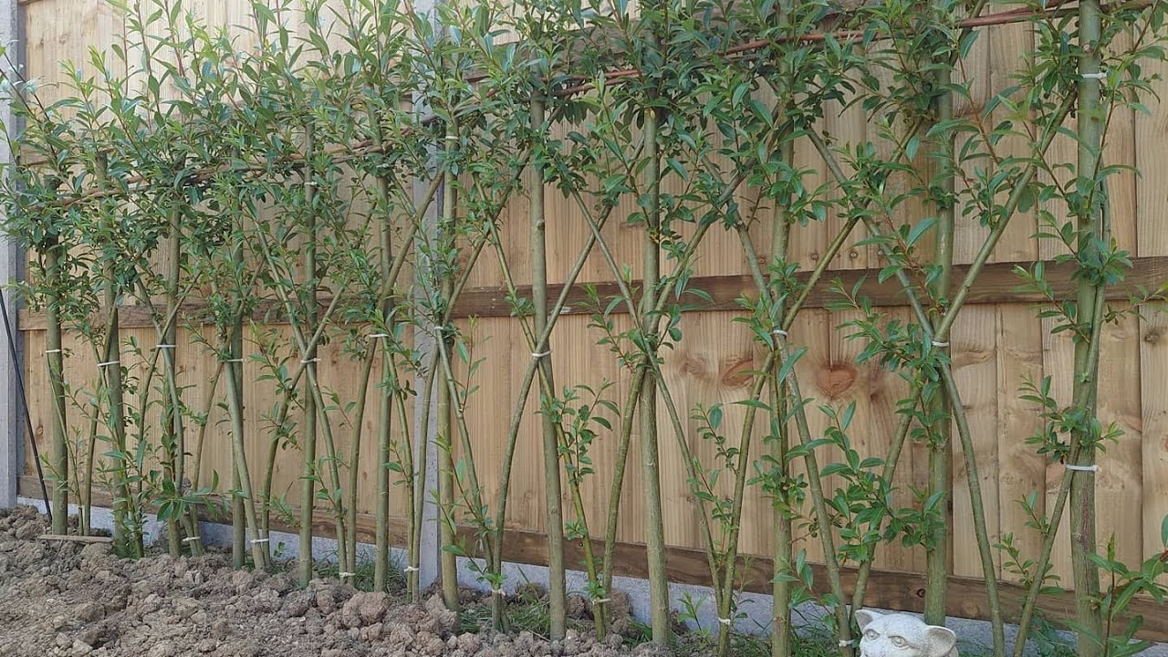 AMAZING hedge from Willow clippings