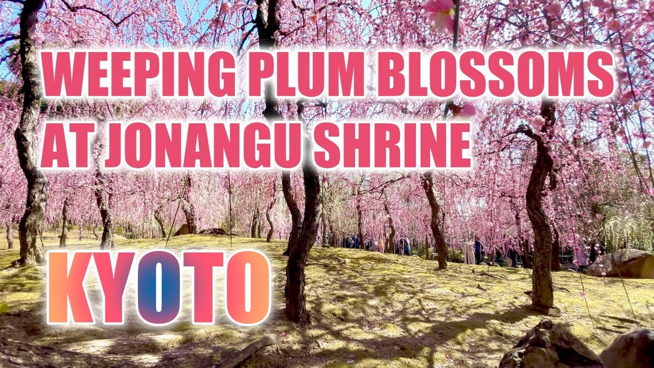 Weeping plums in bloom & camellia at Jonangu shrine in Kyoto, the arrival of Japanese spring #kyoto