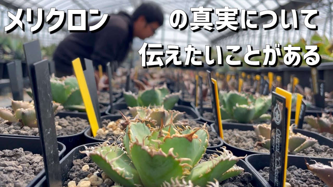 【アガベ】メリクロン株は弱い!?TCのメリットデメリットについて!!