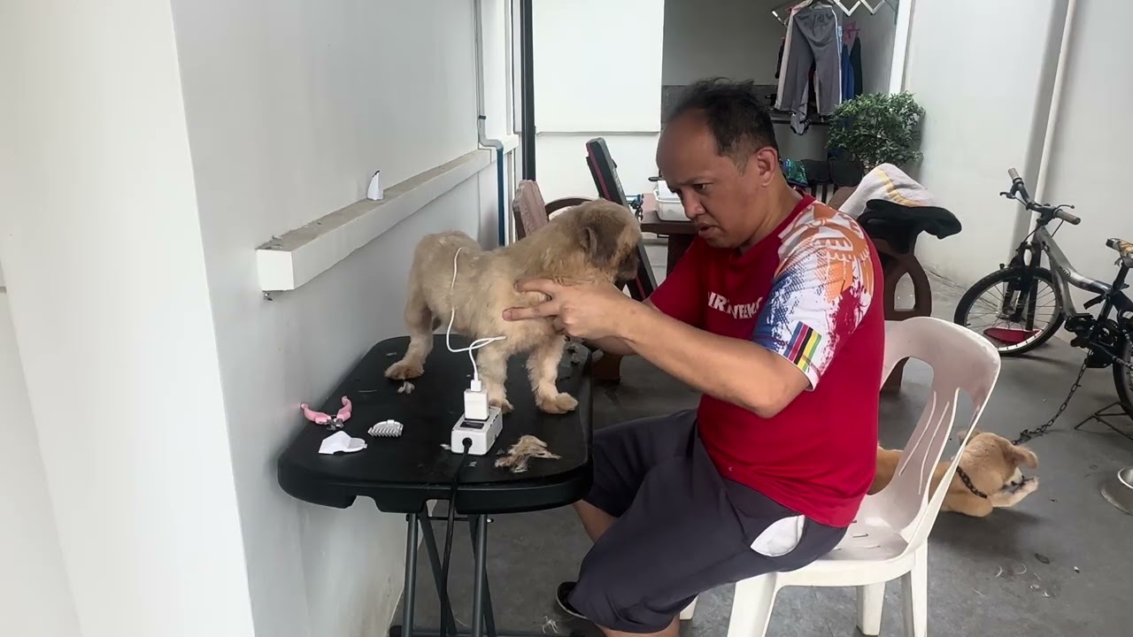 Grooming Session with my 5 shitsu