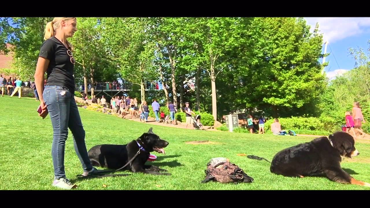 Amazing obedience/Bernese Mountain dog training/5 month old Bernese Mountain Dog, Cam i