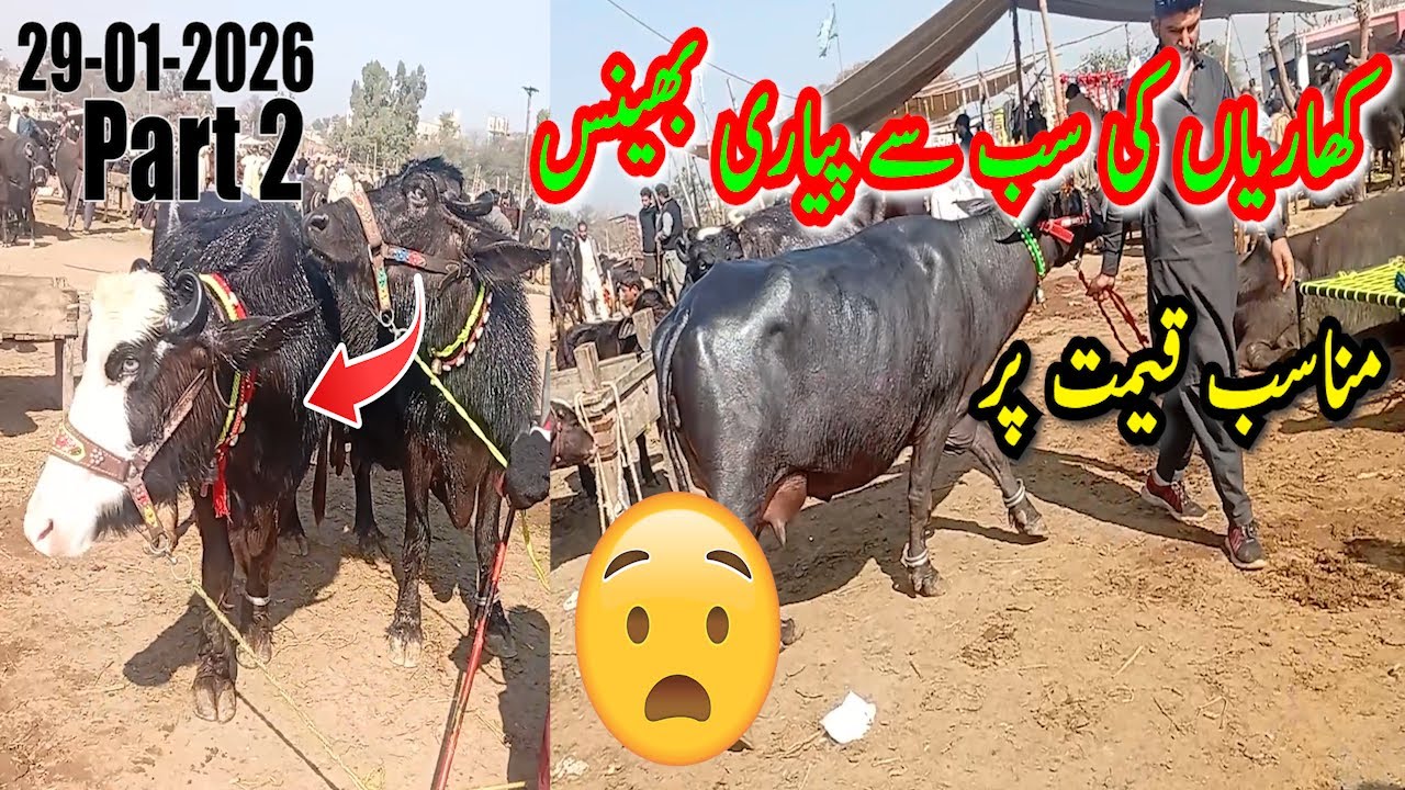 Khanriya Mandi Ka Andarooni Manzar | Aaj Ki Taaza Update 29 Jaunary 2026